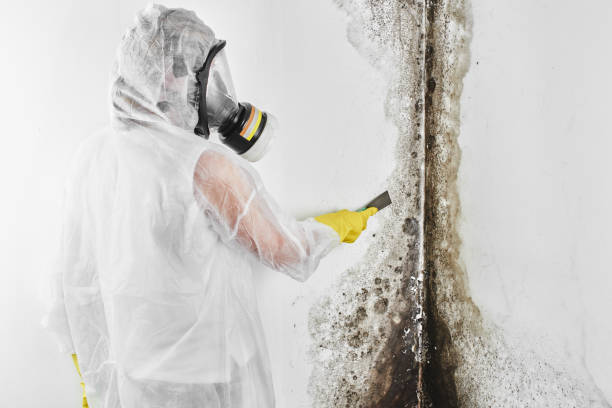 Best Mold Removal and Inspection  in Union, OR