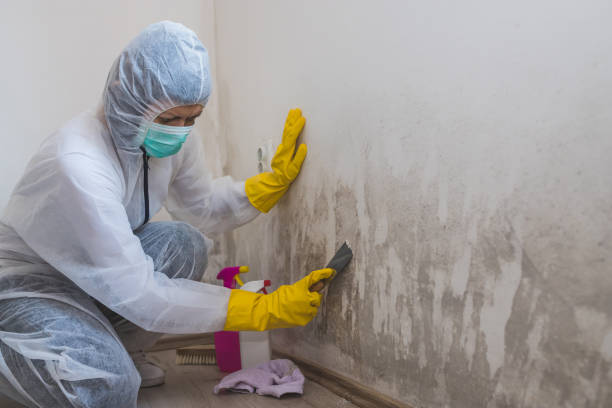 Certified Mold Removal in Union, OR