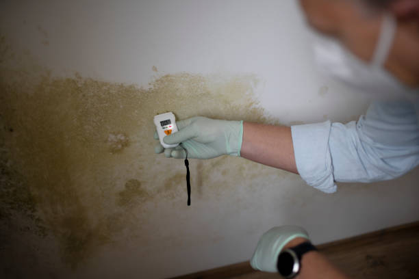 Best Mold Removal Process  in Union, OR