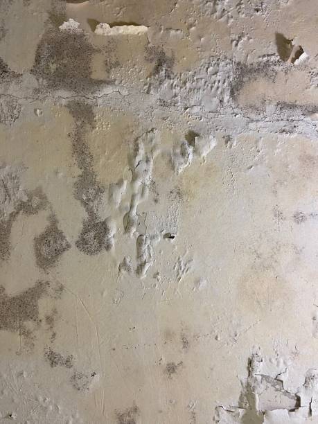 Crawl Space Mold Removal in Union, OR