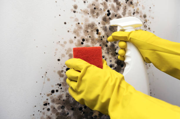 Best Black Mold Removal  in Union, OR