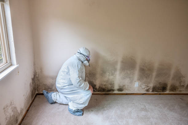 Mold Removal Process in Union, OR