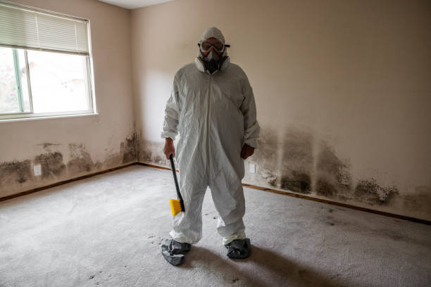 Attic Mold Removal in Union, OR