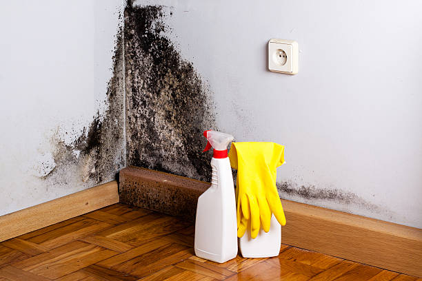 Best Certified Mold Removal  in Union, OR