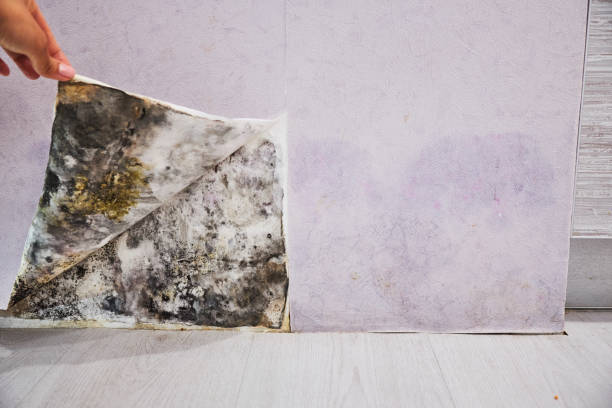 Best Certified Mold Removal  in Union, OR